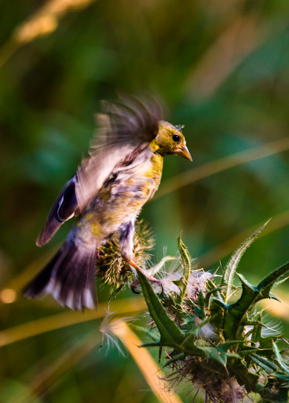 American Goldfinch